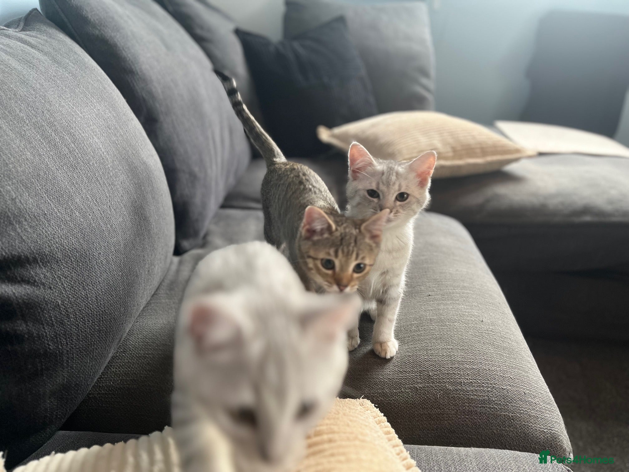 British Shorthair cats BHS x kittens - Advert 2