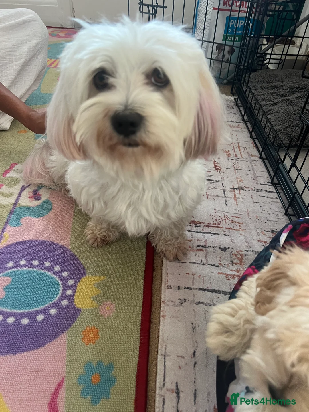 Mixed Breed dogs for sale: Bichon havanese - Advert 2