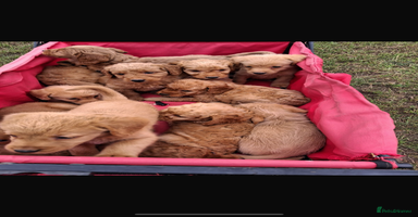 Mini Goldendoodle dogs - Advert 6