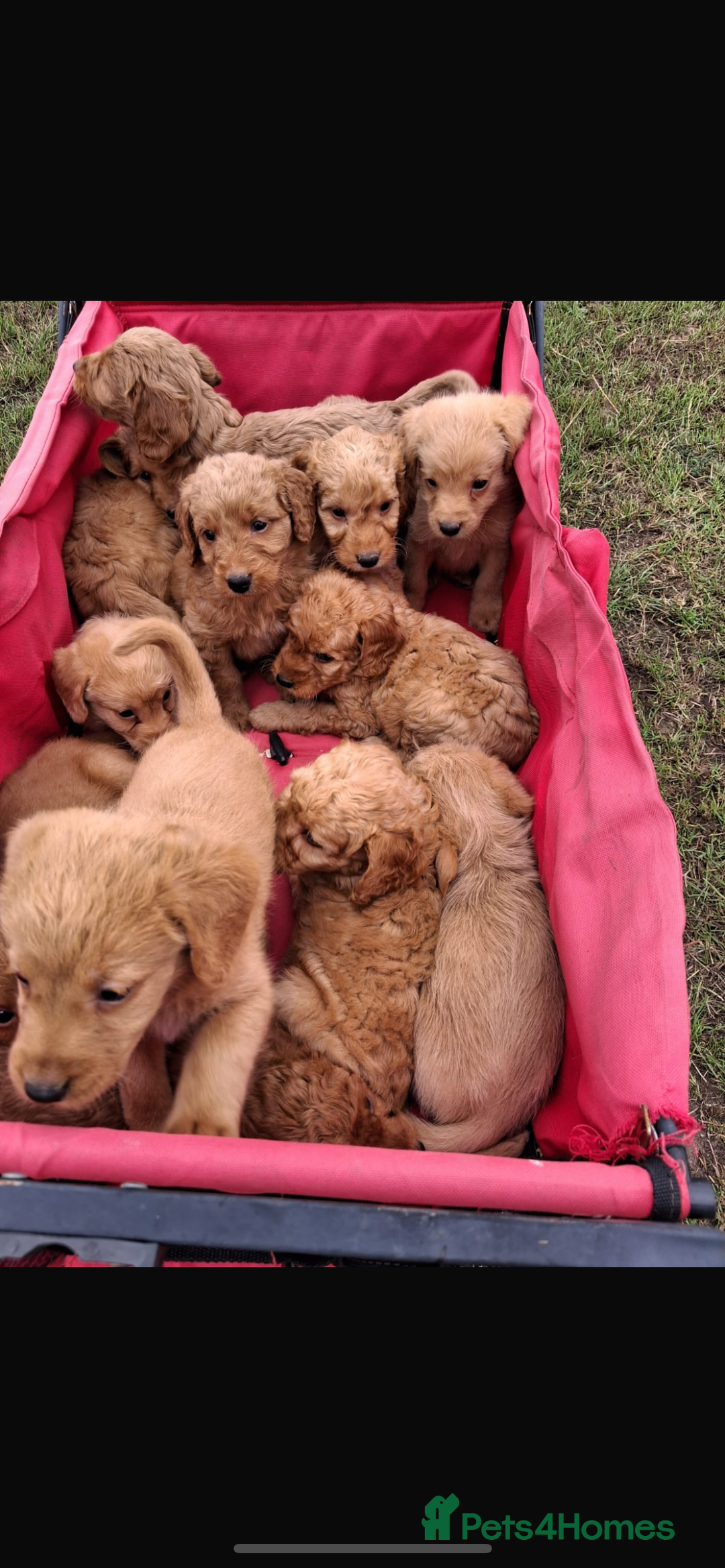 Mini Goldendoodle dogs for sale: F1 Goldendoodle puppies  - Image 2