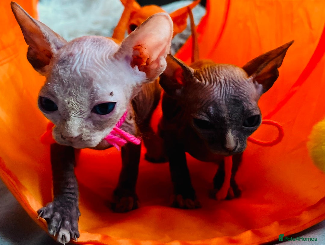 Sphynx cats for sale: Sphynx kittens - Image 9