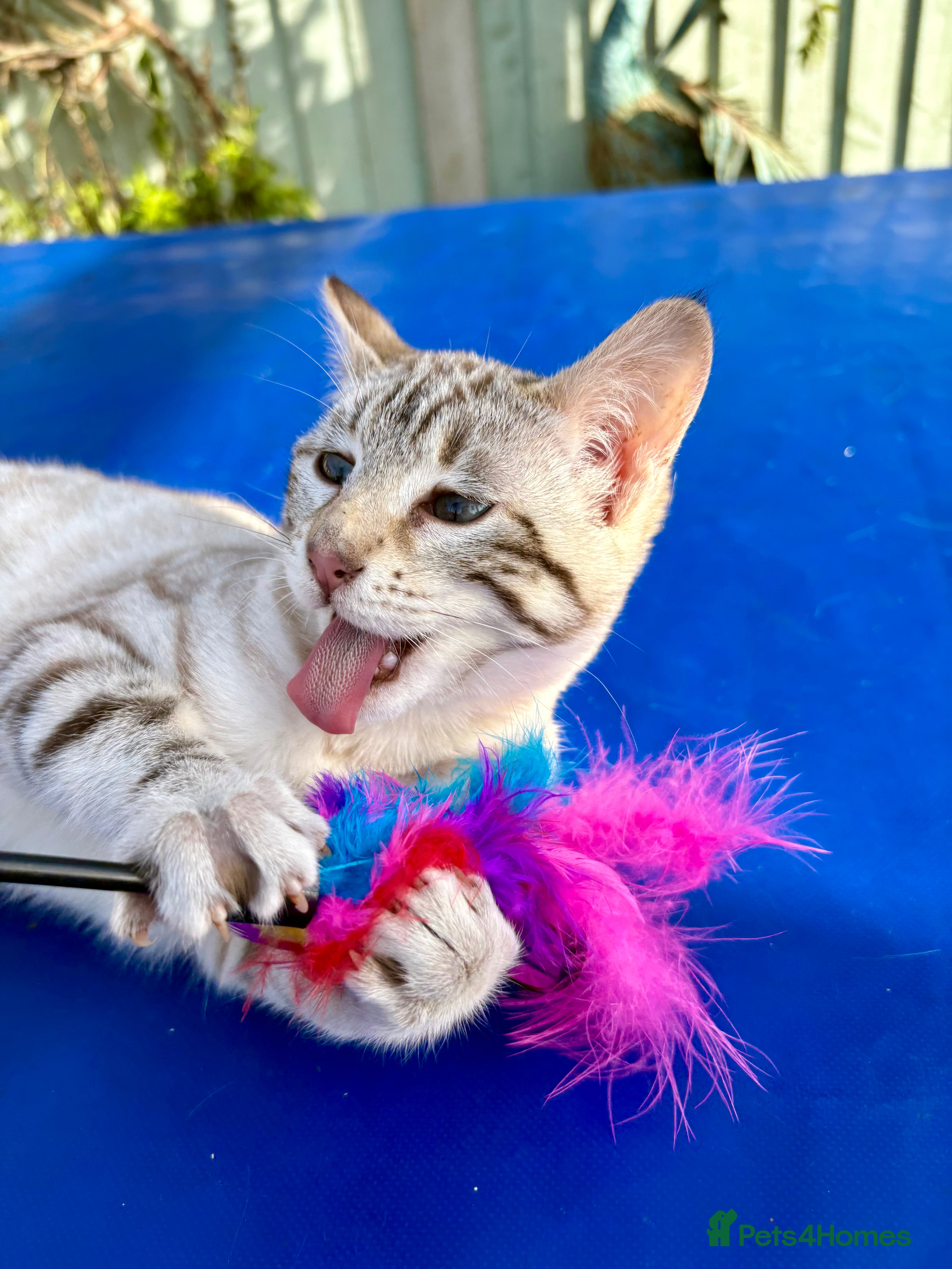 Keetso cats Stunning rare curled eared female  - Advert 3