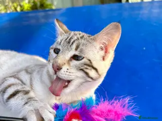 Keetso cats Stunning rare curled eared female - Advert 3