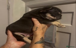 French Bulldog dogs for sale: Top Quality Frenchie Pups - Image 3