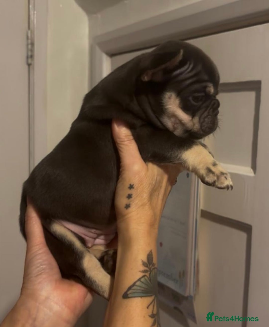French Bulldog dogs for sale: Top Quality Frenchie Pups - Image 3