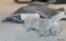 British Shorthair cats for sale: Amazing GCCF registered British shorthair kitten - Image 5
