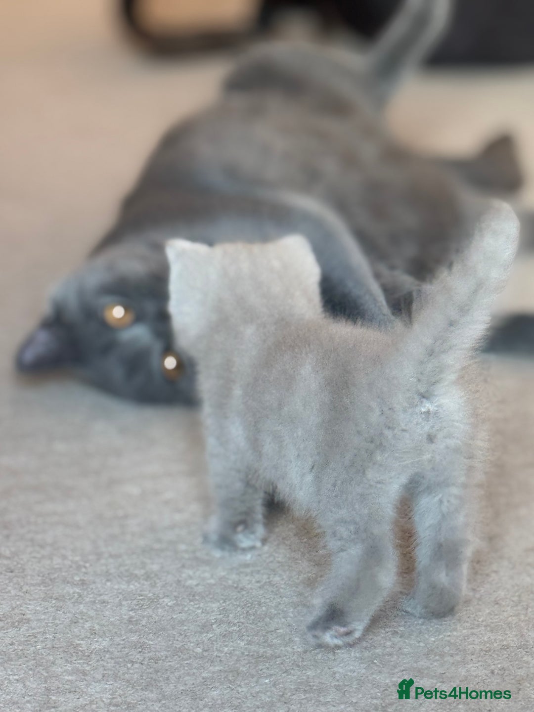 British Shorthair cats for sale: Amazing GCCF registered British shorthair kitten - Image 5