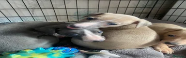 Whippet Puppy 2