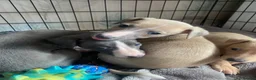 Whippet dogs for sale: KC Reg Whippet  - Advert 12