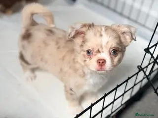 Chihuahua dogs Long coat chihuahua - Advert 2