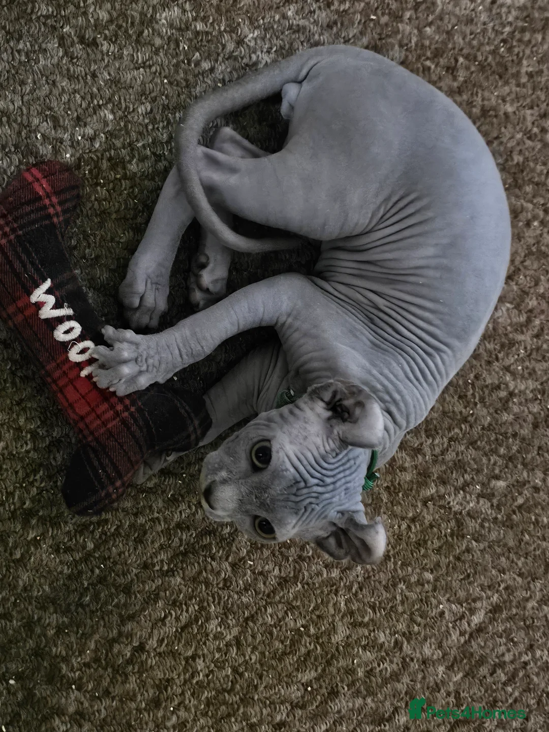 Sphynx cats for sale: Sphynx Elf kittens - Advert 24