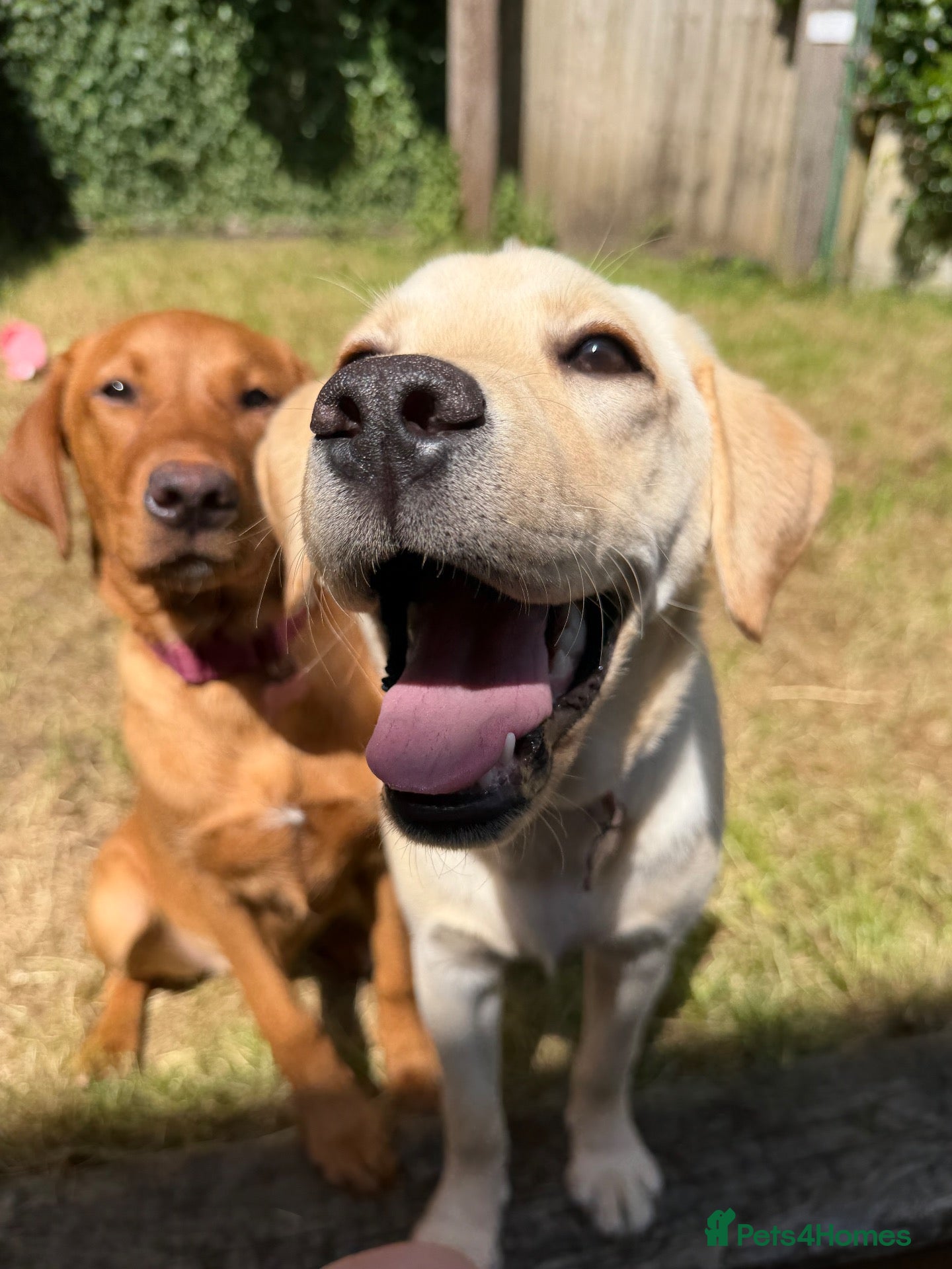 Labrador Retriever dogs Female Yellow Labrador - Advert 13