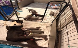 Staffordshire Bull Terrier dogs for sale: Staffordshire Bull Terrier puppies for sale  - Image 19