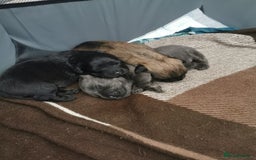 Mixed Breed dogs for sale: Little bundles of schweenie love!  - Image 20
