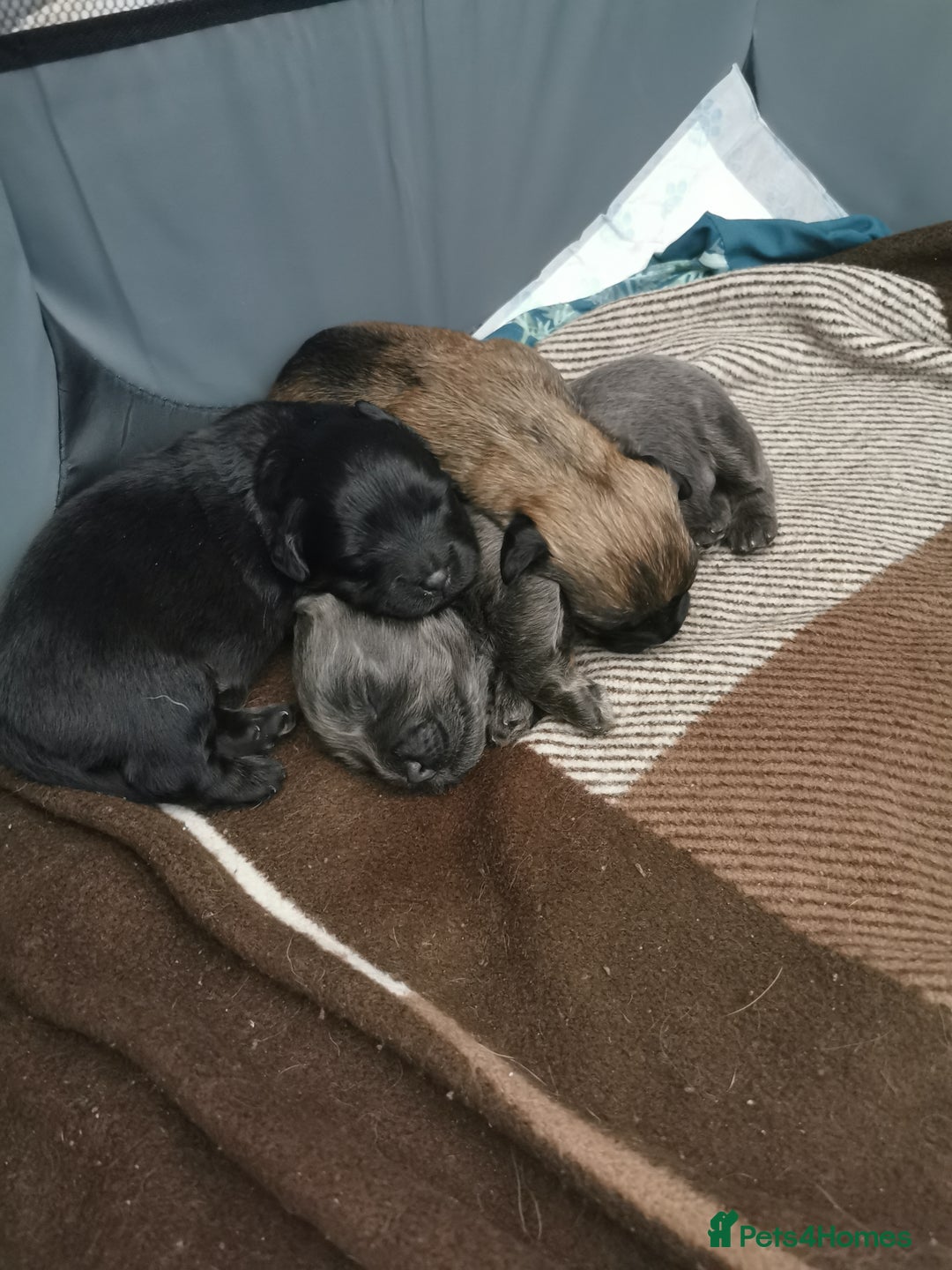 Mixed Breed dogs for sale: Little bundles of schweenie love!  - Image 20