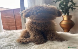 Miniature Poodle dogs for sale: Majestic trusted companies secure yours today  - Image 3