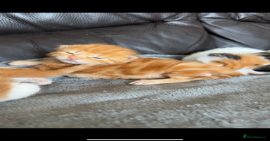 Norwegian Forest Cat cats - Advert 7