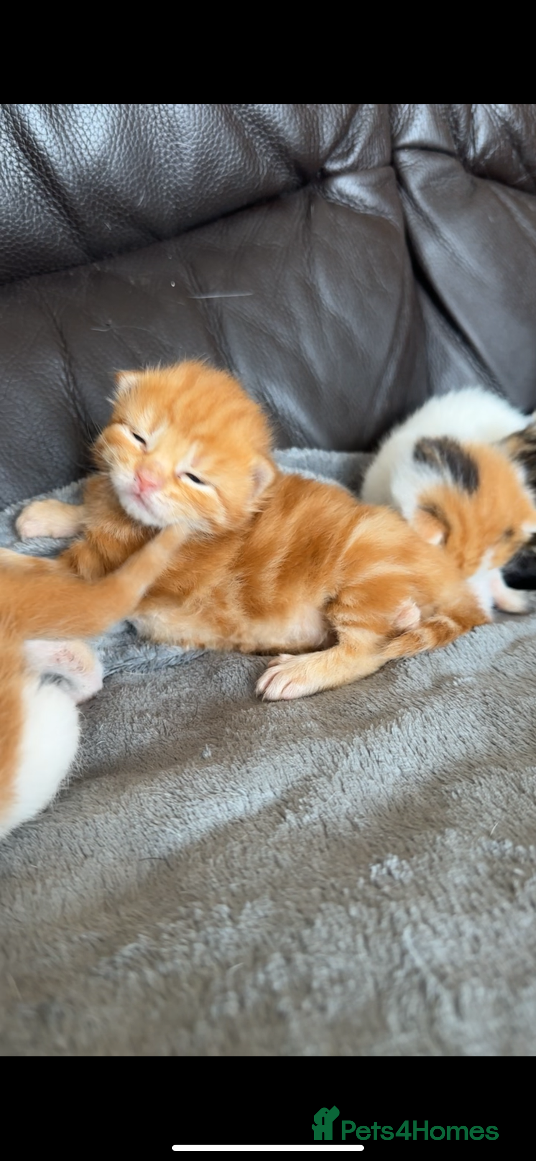 Norwegian Forest Cat cats for sale: Kittens for sale  - Image 3