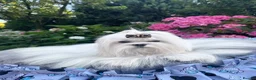 Maltese dogs for sale: Beautiful Mini Maltese Puppy - Korean Bloodlines - Advert 23