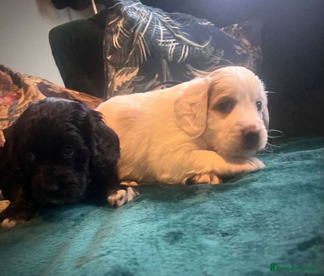 Clumber Spaniel dogs for sale: Clumber x puppies ready to leave 23/12/25 - Advert 5
