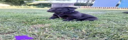 Borador dogs for sale: Labrador x collie puppies  - Advert 11