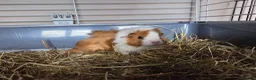Guinea Pig rodents for sale: Gorgeous baby brothers - Advert 1