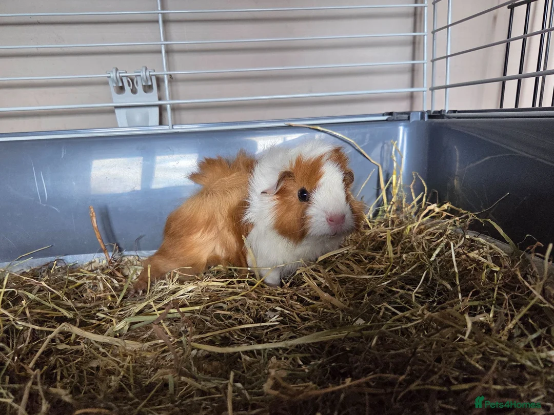 Guinea Pig rodents for sale: Gorgeous baby brothers - Advert 1