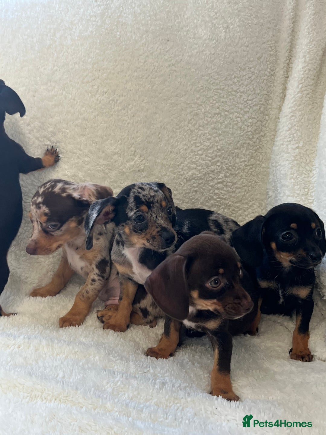 Dachshund X Rottweiler Adopt German Shepherd X Dachshund Corgi