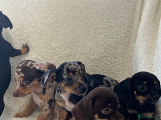 Chiweenie dogs - Advert 29