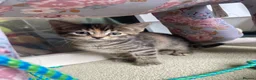 Maine Coon cats for sale: Kittens Maine coon  - Advert 10