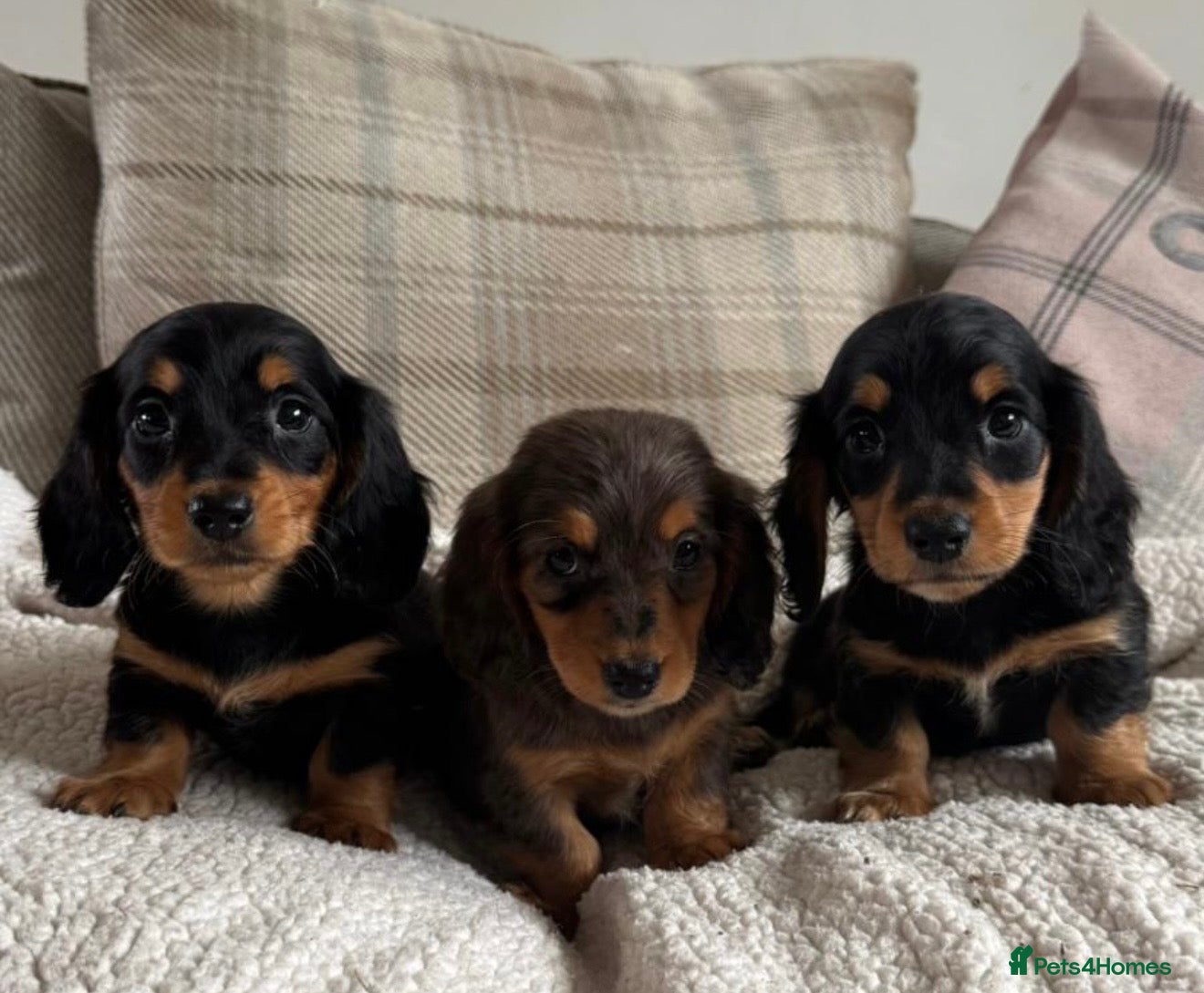Dachshund dogs BEAUTIFUL LONGHAIR KC REG & PRA CLEAR MINI🩷💙 - Advert 1
