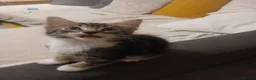 Bengal cats for sale: Bengal- mainecoon mix - Advert 11