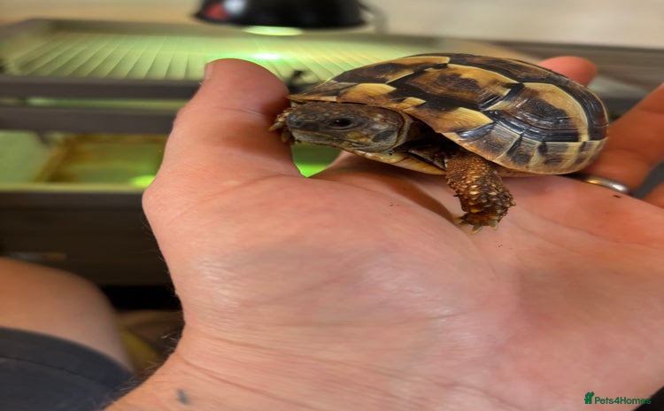 Hermann Tortoise reptiles - Advert 1