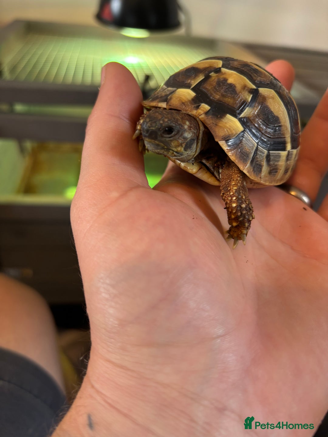 Hermann Tortoise reptiles for sale: Testudo hermanni, Hermanns tortoise for re home - Image 1