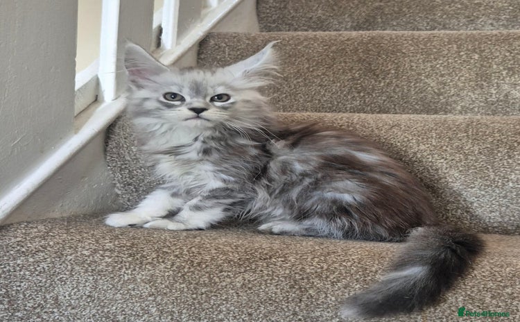 Maine Coon cats - Advert 2