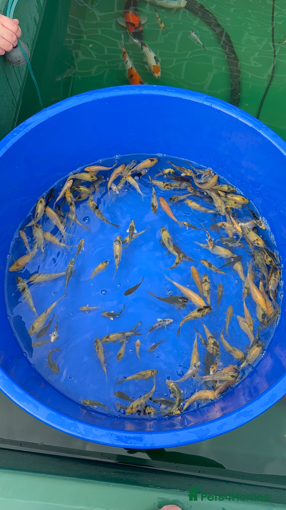 Koi Carp fish Koi carp tosai - Advert 8