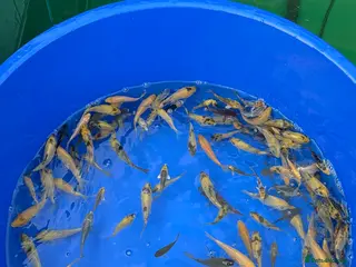 Koi Carp fish Koi carp tosai - Advert 8