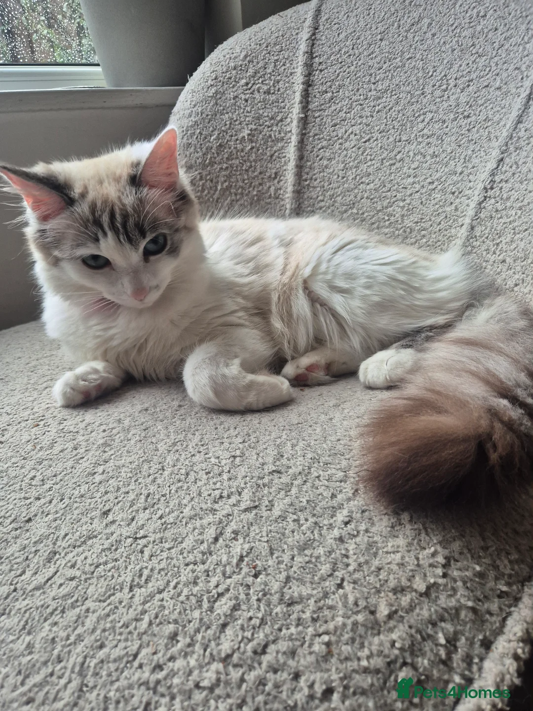 Ragdoll cats for sale: Beautiful female Ragdoll for sale  - Advert 4