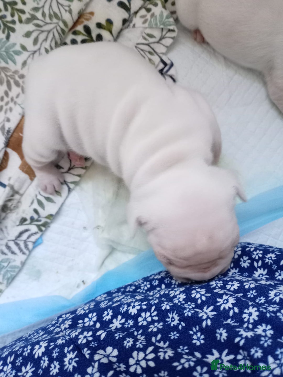 French Bulldog dogs for sale: Platinum cream velvet french bulldogpup 4 week old - Image 5