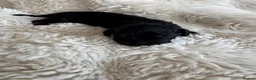 Miniature Dachshund dogs for sale: Gorgeous Long Haired Miniature Dachshund Puppies - Advert 9