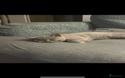 British Shorthair cats for sale: Reduced to clear Britsh shorthair Pure blue Girl  - Advert 10