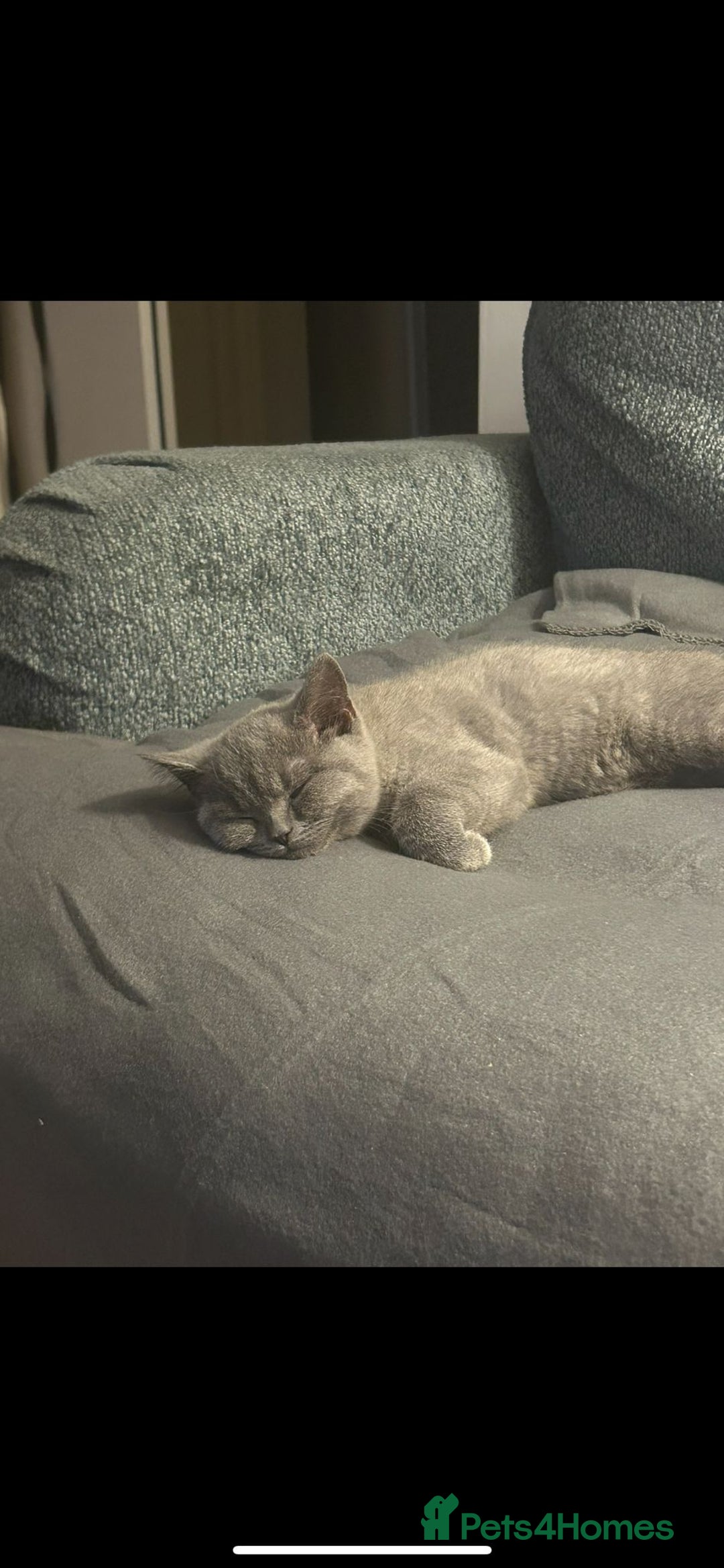 British Shorthair cats for sale: Reduced to clear Britsh shorthair Pure blue Girl  - Advert 10