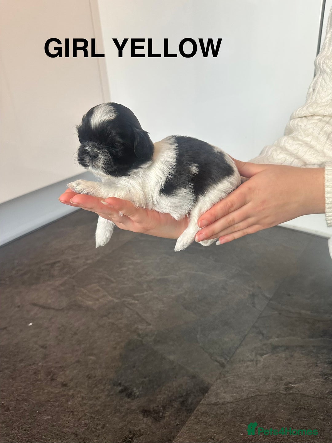 Shih Tzu dogs for sale: Shih Tzu puppies - Advert 11