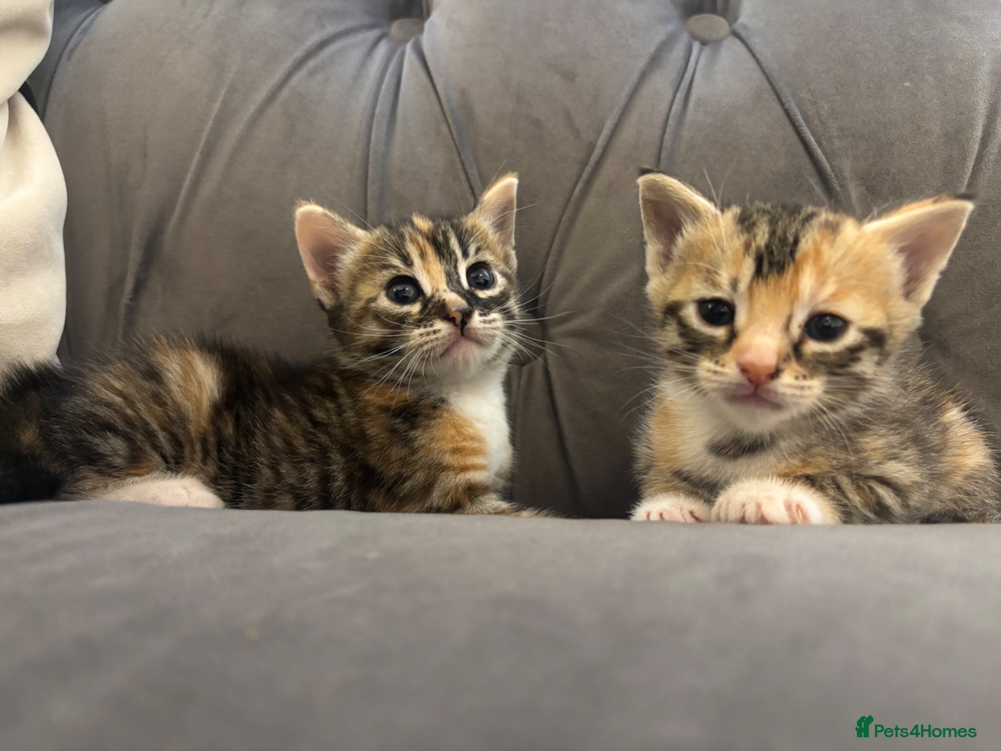 Mixed Breed cats 2 male and female crossed bengal kittens  - Advert 7