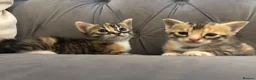 Mixed Breed cats for sale: 2 male and female crossed bengal kittens  - Advert 1