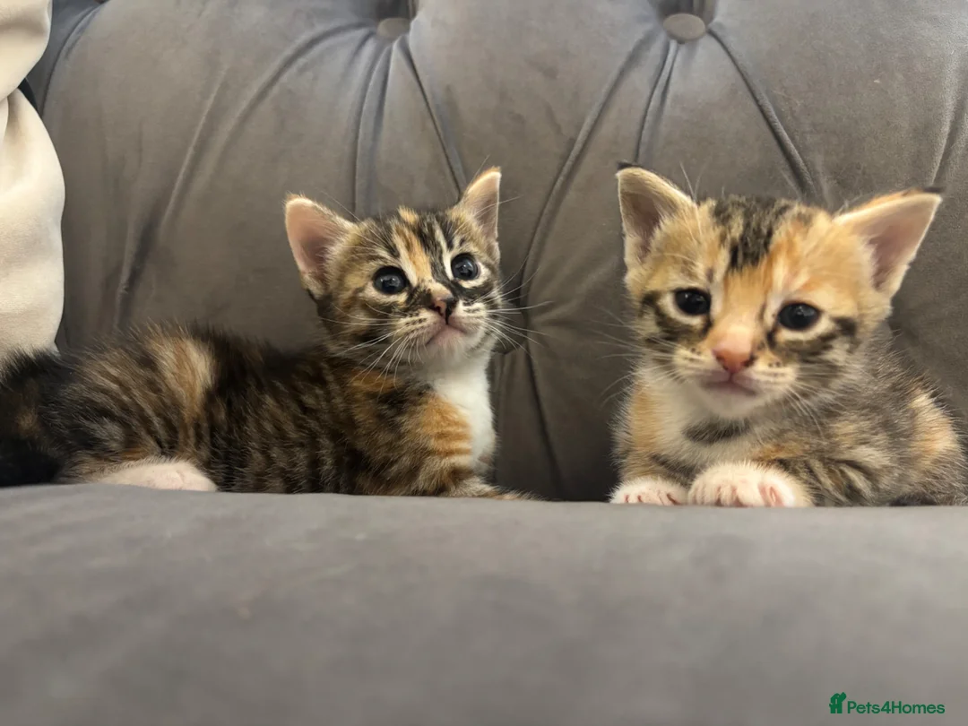 Mixed Breed cats for sale: 2 male and female crossed bengal kittens  - Advert 1