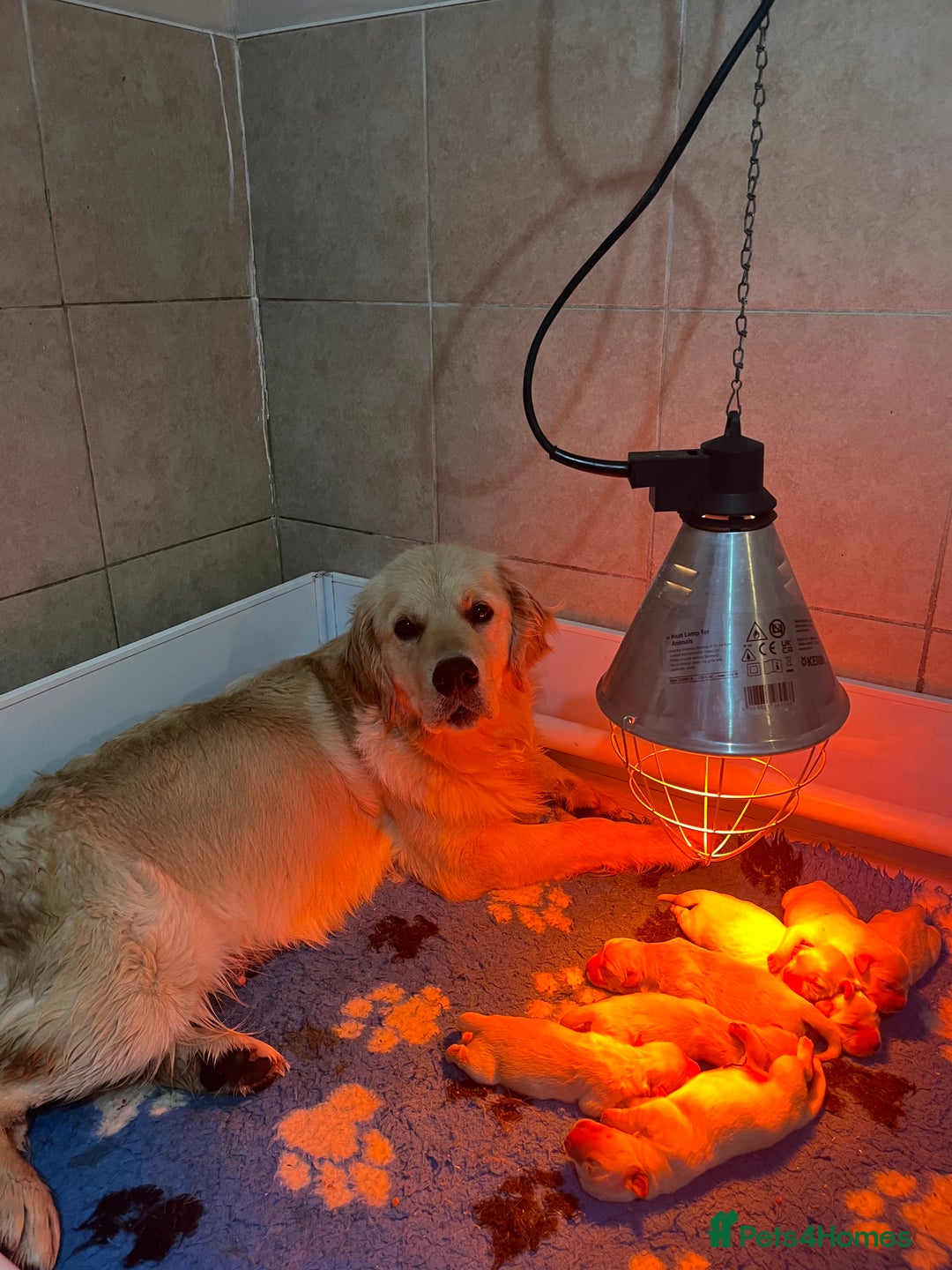 Golden Retriever dogs for sale: Health tested parents - Image 6