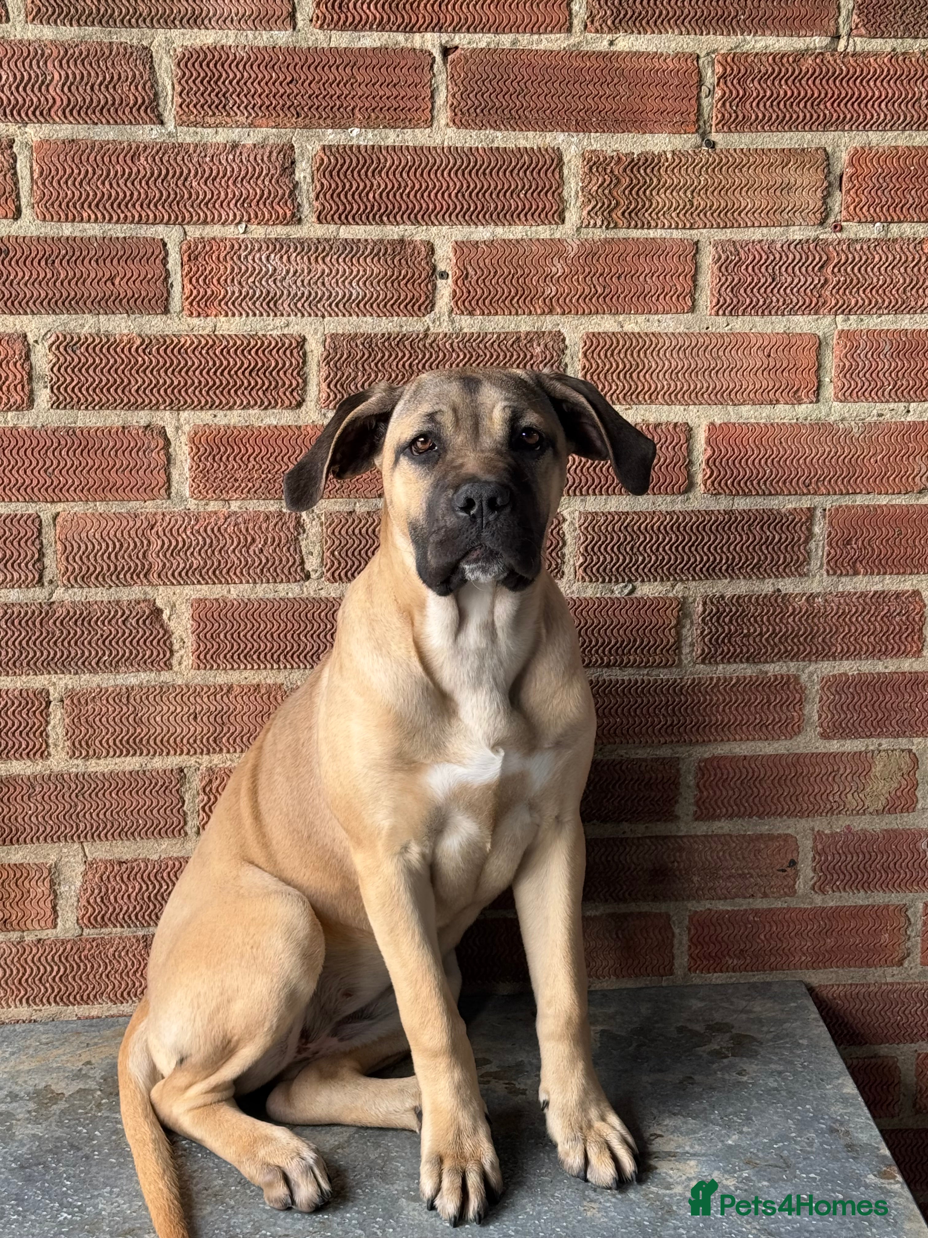 Cane Corso dogs Beautiful 1 year old cane corso female - Advert 1