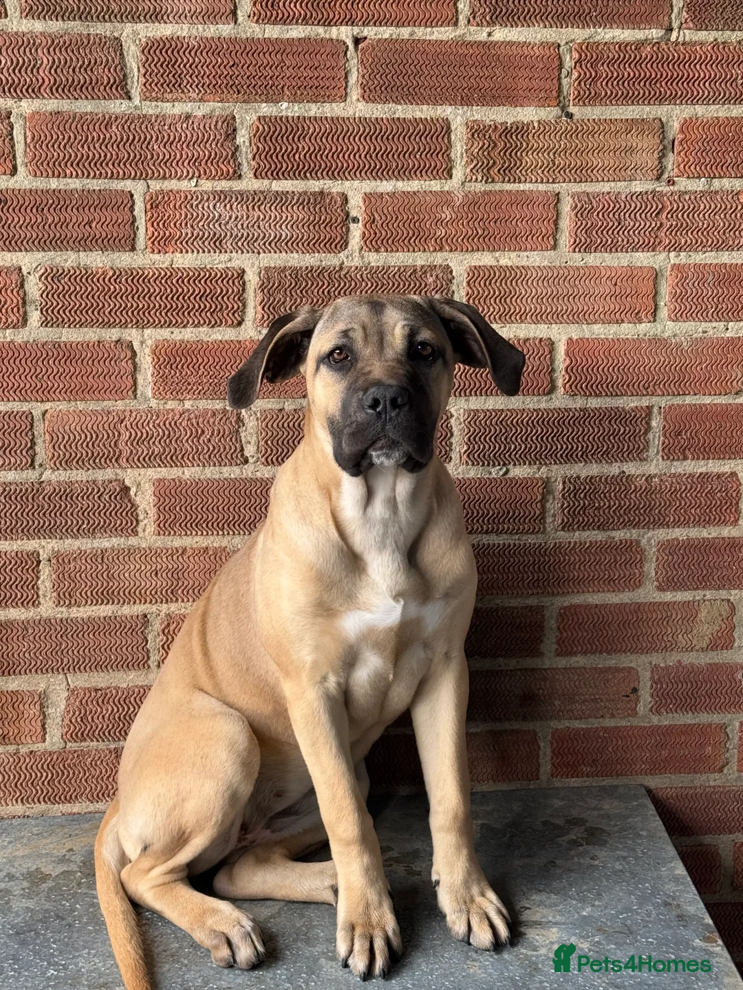 Cane Corso dogs for sale: Beautiful 1 year old cane corso female - Advert 1