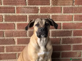 Cane Corso dogs Beautiful 1 year old cane corso female - Advert 1